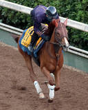 「【ＣＢＣ賞・土曜気配】重賞勝ち馬アブキールベイは坂路で活気ある動き　坂口調教師「スムーズなら脚を使ってくれます」」の画像1