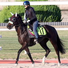 【中京２歳Ｓ】新馬戦７馬身差完勝のジーティーマイカが２・４倍で１番人気　ビスケットサンドが４・０倍で続く　前日最終オッズ