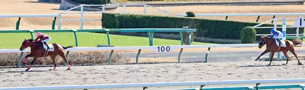 【中山５Ｒ・２歳新馬】単勝１・９倍のクラウトロックが８馬身差圧勝　プーシャン騎手「すごい走る馬。楽しみ」