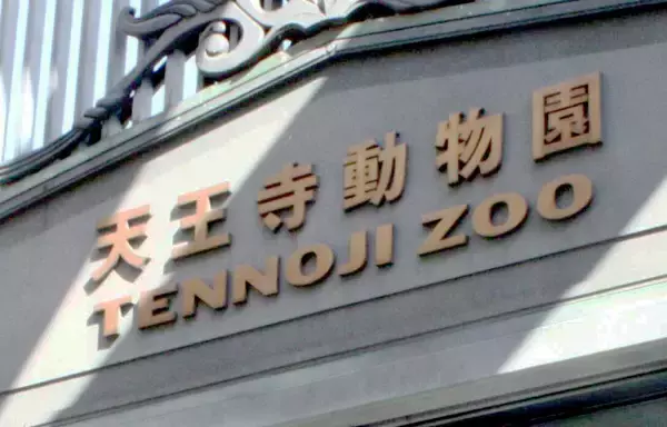 「ショウヘイ」に施設設置のクラファン　２３３９万円で目標額を大きく突破！天王寺動物園のアムールトラ