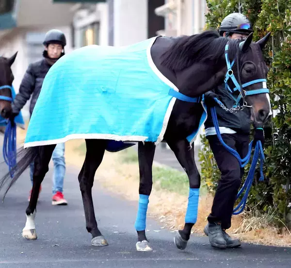 【岩田康誠の熱血！！競馬道】歩様の良さに好感触つかんだ新潟大賞典のアンゴラブラック　「今は状態がいい」
