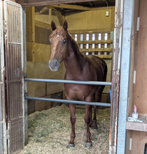 【ＰＯＧ】父は産駒が好調の新種牡馬フライトライン　ヴァイスクレストがゲート合格　陣営「スピードがかなりありそう」