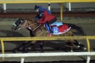 【ネオムターフＣ　国内最終追い】連覇狙うシンエンペラーがＧ１昇格即Ｖへ復調気配　坂井瑠星騎手「戻ってきました」