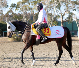 【クイーン賞】アピーリングルックは４着で重賞連勝ならず　大野拓弥騎手「勝負どころで動かされる形になった」