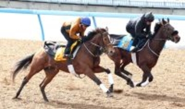 【ダイヤモンドＳ】長距離重賞連勝へホーエリートは戸崎圭太騎手背に先着　田島調教師「ジョッキーはいい感じと」