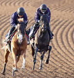 「【天皇賞・春・１週前】ヘデントールは連覇へ調整狙い通り　陣営「トップスピードのまま長く走らせることができた」」の画像1