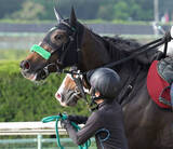 「【ヴィクトリアＭ・土曜気配】東京競馬場に無事到着した２５年秋華賞２着エリカエクスプレス　陣営も「落ち着いています」と納得」の画像1