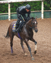 【安田記念】武豊騎手が騎乗予定だったアドマイヤズームは右前脚の爪を痛めたために回避