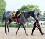 「【アイビスサマーダッシュ・１週前】テイエムスパーダは馬場入りをごねる　小椋調教師「色々と考えていきたいです」」の画像1