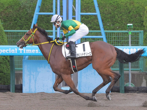 【ダリア賞・坂本の特注馬】芝替わり＆距離延長で挑むラピッドテソーロに妙味あり　陣営は前向きな挑戦を強調