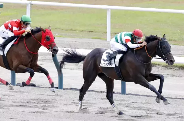 【新潟２Ｒ・２歳新馬】おばに桜花賞馬ハープスターのウラノグラフィアが初陣Ｖ　岩田望来騎手「勝ち負けできると思っていた」