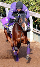 【朝日杯ＦＳ】デイリー杯２歳Ｓ覇者アドマイヤクワッズは７枠１２番　友道調教師「ハナに行きそうな馬について行けば」