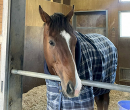 【朝日杯ＦＳ】２歳マイル王のカヴァレリッツォ　一夜明けカイバを完食し元気　陣営「まだまだ良くなる余地がある」