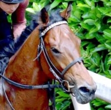 【ユニコーンＳ】シルバーレシオが２連勝＆重賞初挑戦Ｖ　「ポテンシャルだけで勝ってくれた」岩田望来騎手はＪＲＡ重賞２０勝目