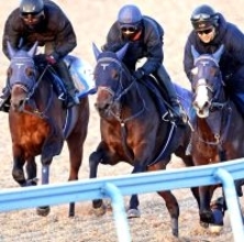 【京成杯】完璧デモ！３頭併せで馬なり最先着「互角以上だと思う」手塚久調教師ソラネルマンに期待