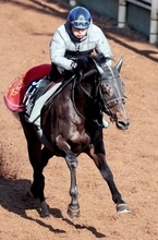 【スプリングＳ・特選有力馬チェック】アスクエジンバラは買うべき？　京都２歳Ｓ２着＆ホープフルＳ３着の実績馬