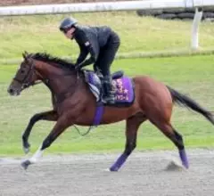 【読売マイラーズＣ】アドマイヤズームは最終調整後も気配上々　友道調教師「爪の心配なくやれたのが大きい」