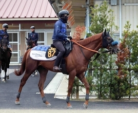 【セントライト記念】ジャスティンシカゴは中山コースの克服がカギも操縦性はアップ　宮田調教師「今の機動力なら」