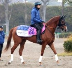 【ＰＯＧ】父は凱旋門賞馬　エラルディークは中山ダートでデビュー　宮田敬介調教師「気性は素直」