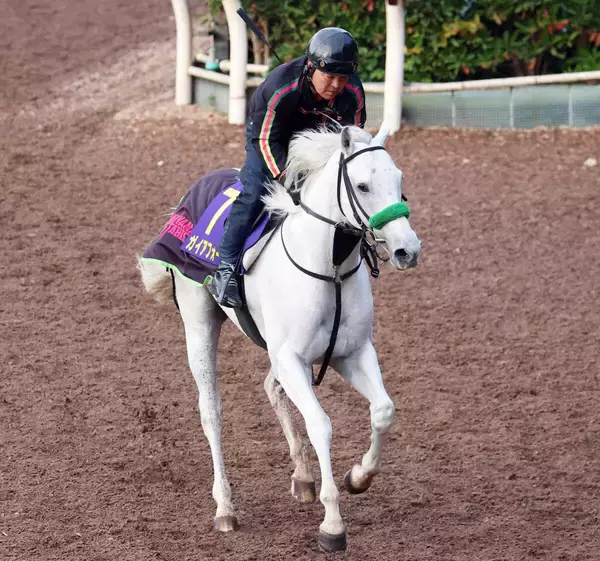 【注目馬動向】ガイアフォースは招待が来たドバイ・ターフへ横山武史騎手で参戦　杉山晴調教師「ベストの舞台だと思います」