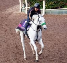 【注目馬動向】ガイアフォースは招待が来たドバイ・ターフへ横山武史騎手で参戦　杉山晴調教師「ベストの舞台だと思います」