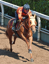 【桜花賞】スターアニスが坂路で圧巻の動き　高野調教師「エネルギーがパンパンの状態で桜花賞へ」 　