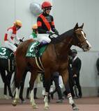 「日曜京都競馬場の注目激走馬…京都１１Ｒ都大路ステークス（Ｌ）」の画像1