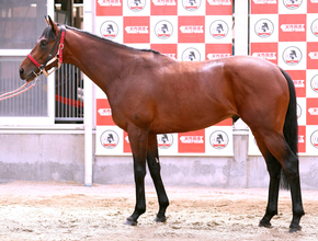 【松山康久元調教師のダービー馬体診断】カフジエメンタールは７・５点　体格は立派で首はしなやか　ゆったりした胸囲