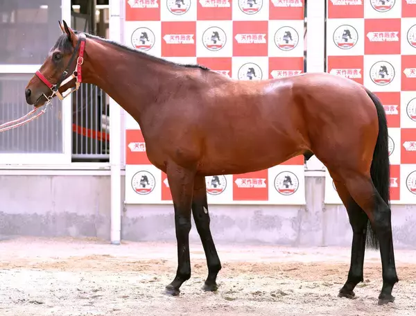 【松山康久元調教師のダービー馬体診断】カフジエメンタールは７・５点　体格は立派で首はしなやか　ゆったりした胸囲