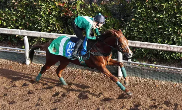 【中日新聞杯】堅実派シェイクユアハートは坂路でパワフル　宮調教師「競馬ぶりが安定している」