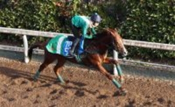 【中日新聞杯】堅実派シェイクユアハートは坂路でパワフル　宮調教師「競馬ぶりが安定している」