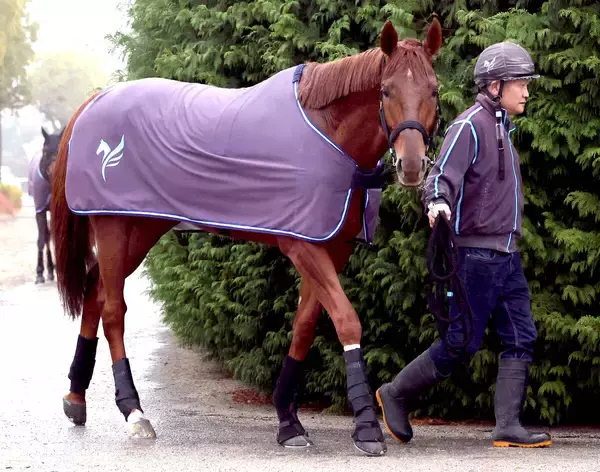 【有馬記念】昨年以上の結果を期待できるダノンデサイル　陣営「去年よりも落ち着いている感じがします」