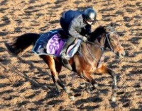 【フェアリーＳ】トワニは馬なりで古馬に併入　菅原明良騎手「状態悪くない。ここまで順調にこれていると思います」