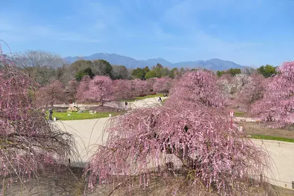 鈴鹿の森庭園のしだれ梅が七分咲き　夜間ライトアップも２５日から実施中