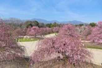 鈴鹿の森庭園のしだれ梅が七分咲き　夜間ライトアップも２５日から実施中