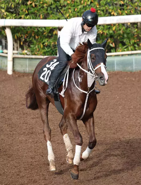 【羽田盃】トリグラフヒルが左後肢ハ行のため出走取り消し　３歳ダート３冠初戦は１３頭立てに