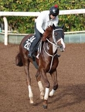 【羽田盃】トリグラフヒルが左後肢ハ行のため出走取り消し　３歳ダート３冠初戦は１３頭立てに