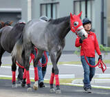 「【ユニコーンＳ】海外遠征明けケイアイアギトは力出せる仕上がり　加藤征調教師「何も心配ない」「中身はしっかり」」の画像1