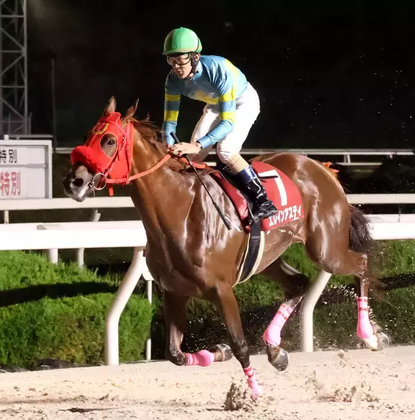 【阪神アーバン競馬】名古屋のエレインアスティが６馬身差圧勝　望月洵輝騎手「いい思い出になりました」兵庫クイーンＣ