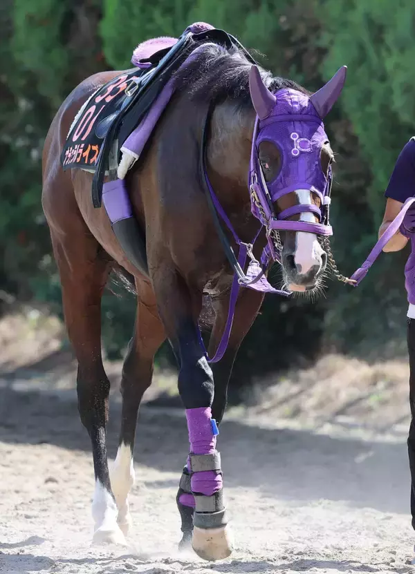 【東京大賞典２週前】３歳ダート２冠馬ナチュラルライズは単走でしなやか　伊藤圭調教師「いいフォーム」