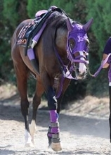 【東京大賞典２週前】３歳ダート２冠馬ナチュラルライズは単走でしなやか　伊藤圭調教師「いいフォーム」