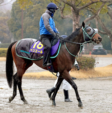【フェブラリーＳ】ペリエールは舞台好転でＧ１再挑戦　黒岩調教師「東京マイルは力を出せる舞台」