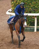 「【東京スプリント】唯一の牝馬ママコチャは５着　「今日できる精一杯の走りです」川田将雅騎手は１６年ぶり勝利ならず」の画像1