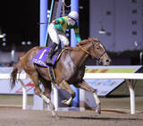 「【ＰＯＧ】母がＪｐｎ１・１着馬の良血ラピッドテソーロは函館デビューを視野に調整」の画像1
