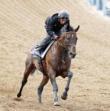 【安田記念】芝初挑戦ルクソールカフェは躍動感十分の動き　堀調教師「微調整で十分すぎるぐらい」