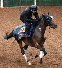 【注目馬動向】安田記念６着のオフトレイルは一戦使い、マイルＣＳを目標　吉村調教師「京都が楽しみになりましたね」