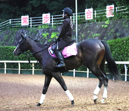 土曜京都競馬場の注目激走馬…京都１１Ｒファンタジーステークス・Ｇ３