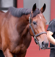 有馬記念第２回中間発表　レガレイラが４６万１００７票を集め依然トップ