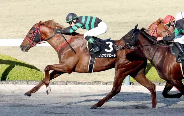 【プロキオンＳ】在厩調整で重賞初制覇に挑むハナウマビーチ　西園翔調教師「状態としては文句ないです」