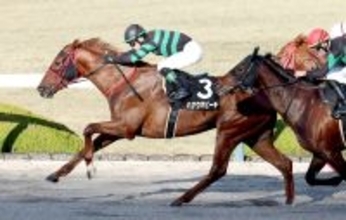 【プロキオンＳ】在厩調整で重賞初制覇に挑むハナウマビーチ　西園翔調教師「状態としては文句ないです」